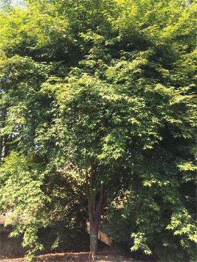 南京博樂園林場,雞爪槭種植批發