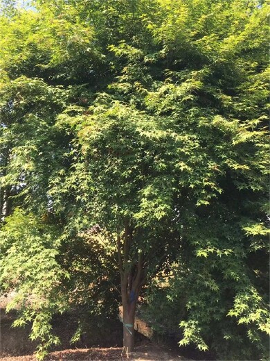 南京簔衣槭苗木種植,南京博樂園林場