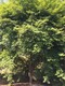 鸡爪槭种植基地图