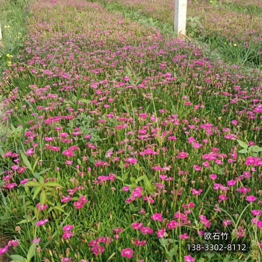 保定地區(qū)時(shí)令花卉,各種月季種植,價(jià)格咨詢