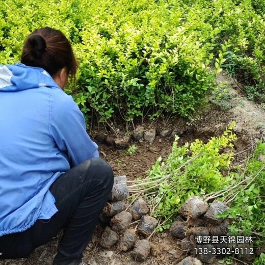 山西60公分金叶女贞多少钱合适-女贞种植大户