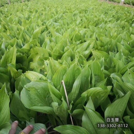 河北地区绿篱植物,各种宿根植物,清地处理