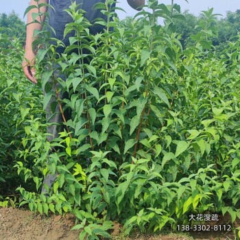 保定地區(qū)地被草花,色塊花卉種植,貨到付款