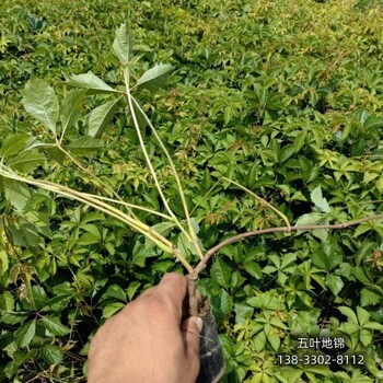 保定地區水生植物,各種月季種植,貨到付款