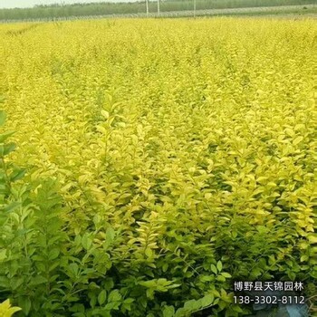 保定地區(qū)大田苗金葉女貞小苗1元-女貞種植大戶