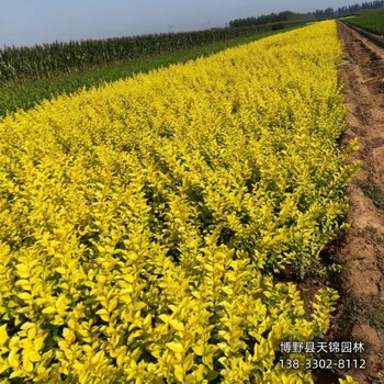 河北安國(guó)80公分金葉女貞哪里種植-小苗生產(chǎn)廠家