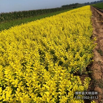 保定市小苗金叶女贞自产自销-女贞种植大户