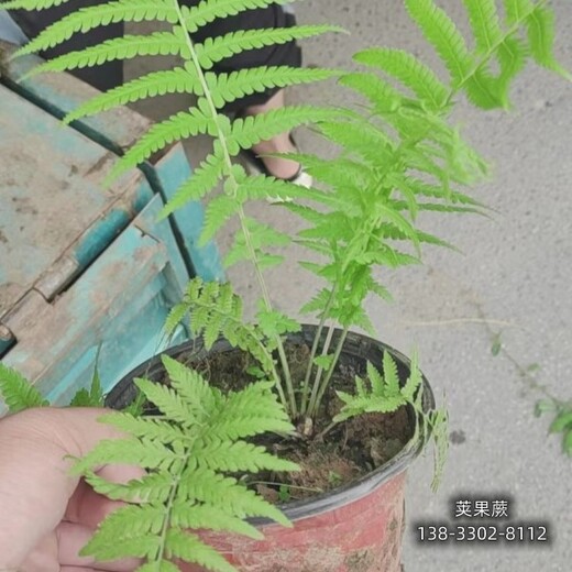 保定地區(qū)圍墻植物,色塊花卉種植,價格多少