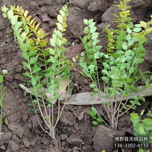 50高金葉女貞價格咨詢,河北安國,金葉女貞二年苗