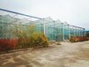 阿勒泰玻璃新型温室大棚施工建造