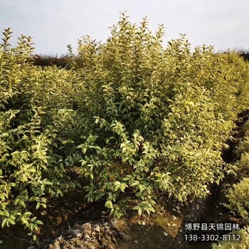 金邊女貞-保定市定州杯苗金葉女貞價格咨詢