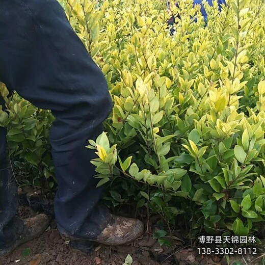 雄安地区60公分金叶女贞价格多少-女贞种植大户