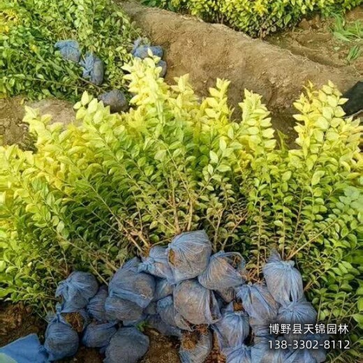 50高金葉女貞價(jià)格咨詢,河北地區(qū),金葉女貞綠籬種植
