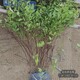 種植基地圖