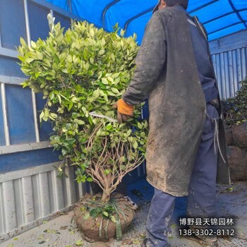 河北安國(guó)80公分金葉女貞哪里種植-小苗生產(chǎn)廠家