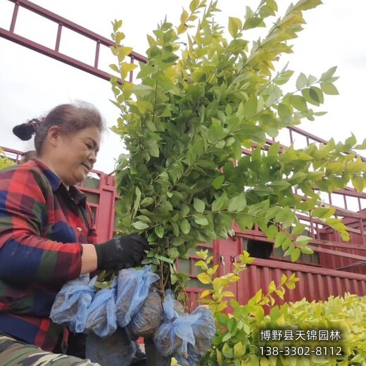 雄安地区40公分金叶女贞本地价格-女贞种植大户