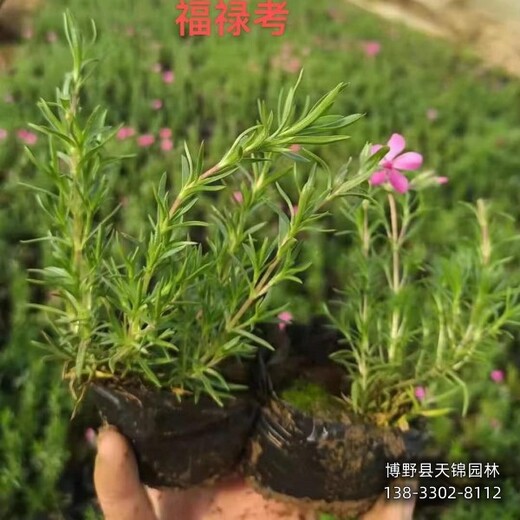 河北地區(qū)杯苗花卉,色塊花卉種植,價(jià)格咨詢