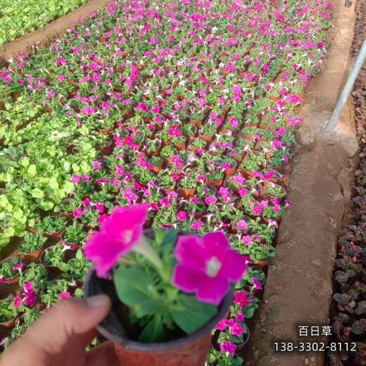 保定地區(qū)杯苗花卉,各種月季種植,價(jià)格多少