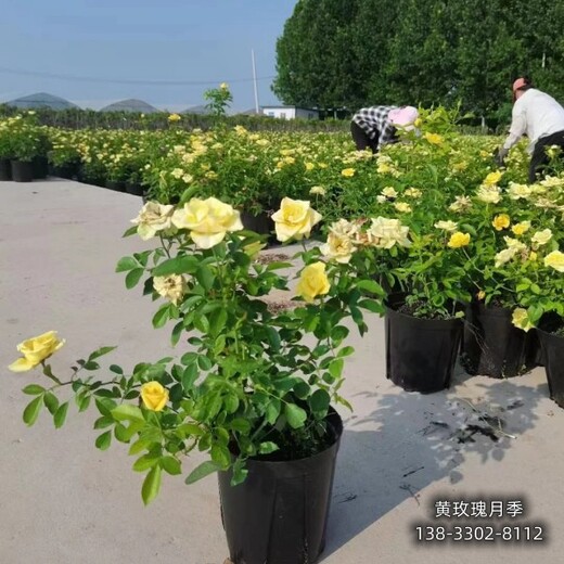 河北地区水生植物,色块花卉种植,种植基地