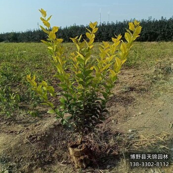 保定市小苗金叶女贞自产自销-女贞种植大户