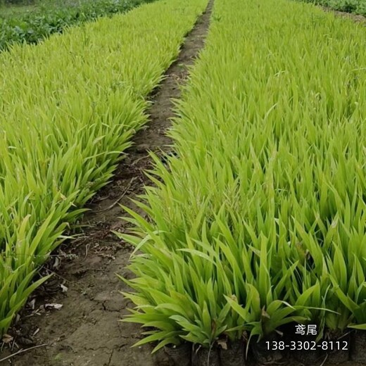 保定地区围墙植物,色块花卉种植,货到付款