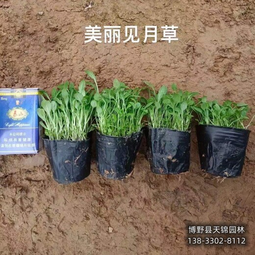 保定地區(qū)盆裝草花,色塊花卉種植,清地處理