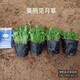種植基地圖