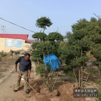 保定地區(qū)大田苗金葉女貞小苗1元-女貞種植大戶