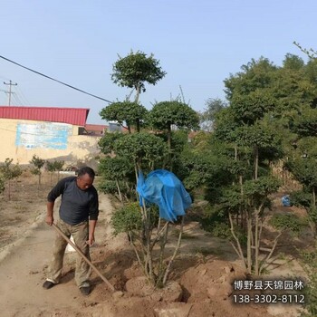 北京大田苗金叶女贞带土球装车-女贞种植大户