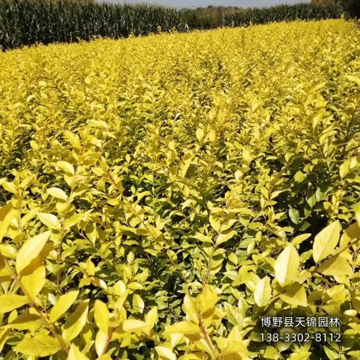 50高金叶女贞种植基地,河北地区,金叶女贞二年苗