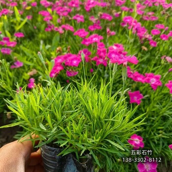 河北地區時(shí)令花卉,各種月季種植,本地價(jià)格
