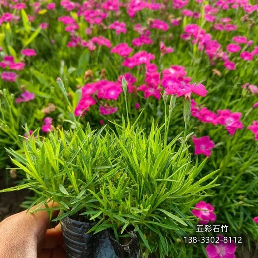 保定地區(qū)綠籬植物,各種宿根植物,種植基地