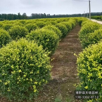 50高金叶女贞全国供应,河北安国,金叶女贞绿篱种植