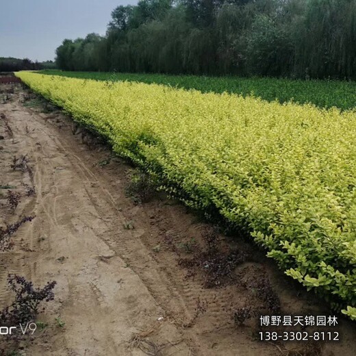 50高金葉女貞貨到付款,保定市定州,金葉女貞二年苗