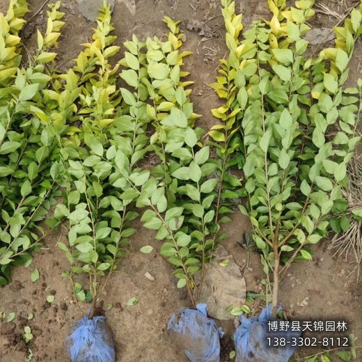 60公分金叶女贞带土球装车-女贞种植大户