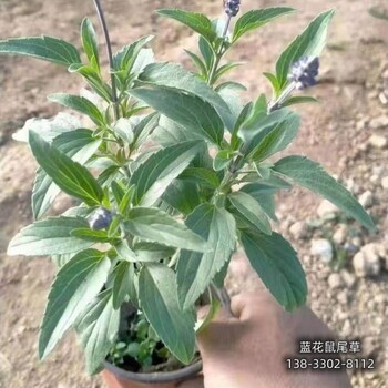 河北地區時(shí)令花卉,各種月季種植,本地價(jià)格