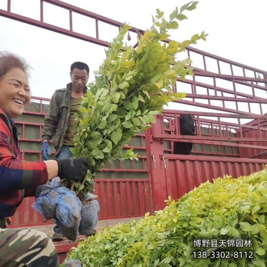 50高金葉女貞自產(chǎn)自銷,河北定州,金葉女貞二年苗