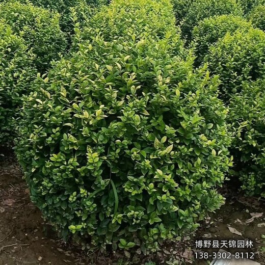 50高金葉女貞清地處理,河北地區(qū),金葉女貞綠籬種植