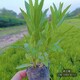 草花圖