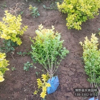 河北安國(guó)80公分金葉女貞哪里種植-小苗生產(chǎn)廠家