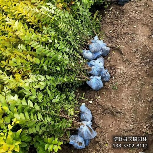 小葉女貞-河北安國80公分金葉女貞哪里種植
