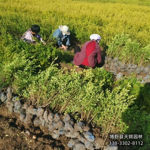50高金葉女貞自產自銷,河北博野縣,金葉女貞綠籬種植