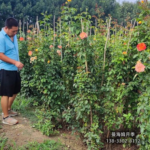 保定地區(qū)綠籬植物,各種月季種植,本地價格