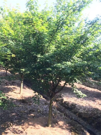 鸡爪槭苗木种植,南京博乐园林场