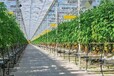 湘潭薄膜蔬菜温室大棚规划建造