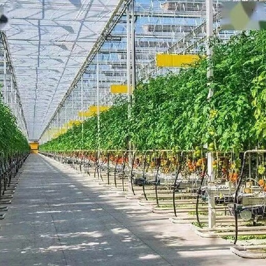 鹤壁玻璃蔬菜温室大棚规划建造