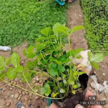 保定地区绿篱植物,各种月季种植,清地处理