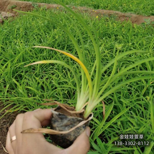 河北地区杯苗花卉,色块花卉种植,价格多少