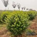 50高金葉女貞種植基地,河北安國,金葉女貞綠籬種植