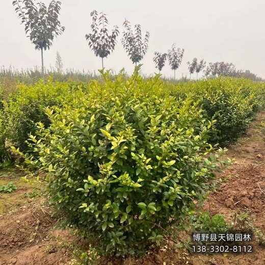 50高金葉女貞哪里便宜,河北保定,金葉女貞二年苗